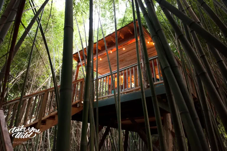 honeymoon suites at Alpaca Treehouse in atlanta