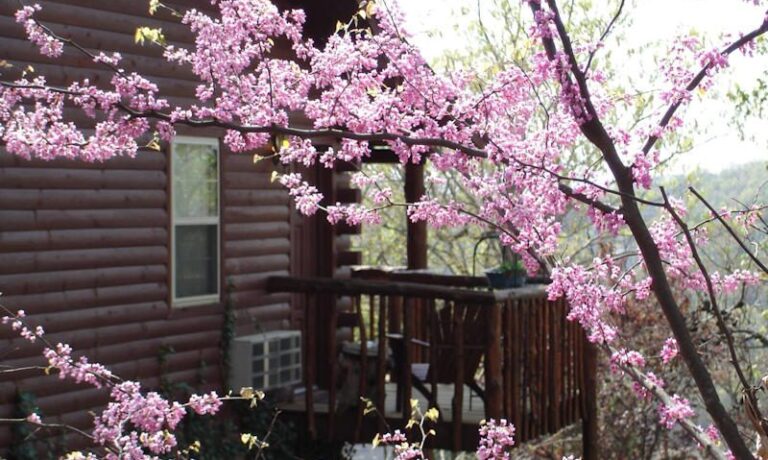 redbuds-in-bloom-at-Victorian-Cabin-Crystal-Cove-Branson-MO